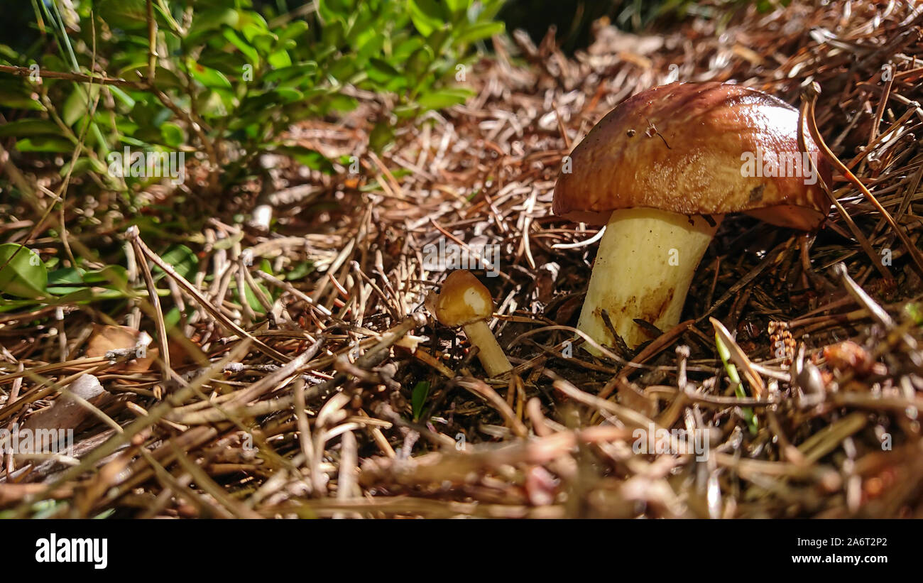 Due funghi marrone nella foresta di alberi in background Foto Stock
