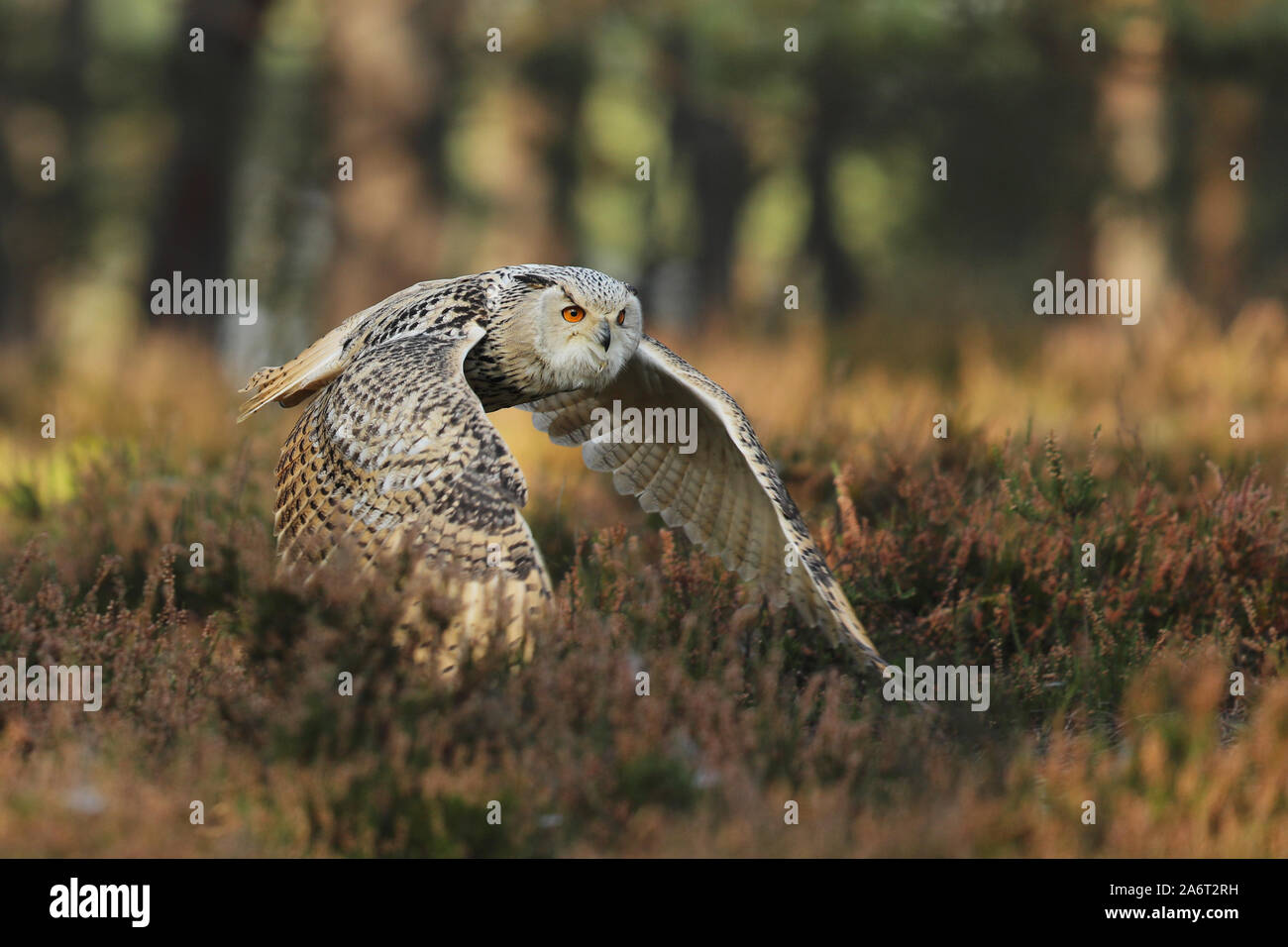 Flying gufo reale nella foresta di autunno. Wildlife Europe. Foto Stock