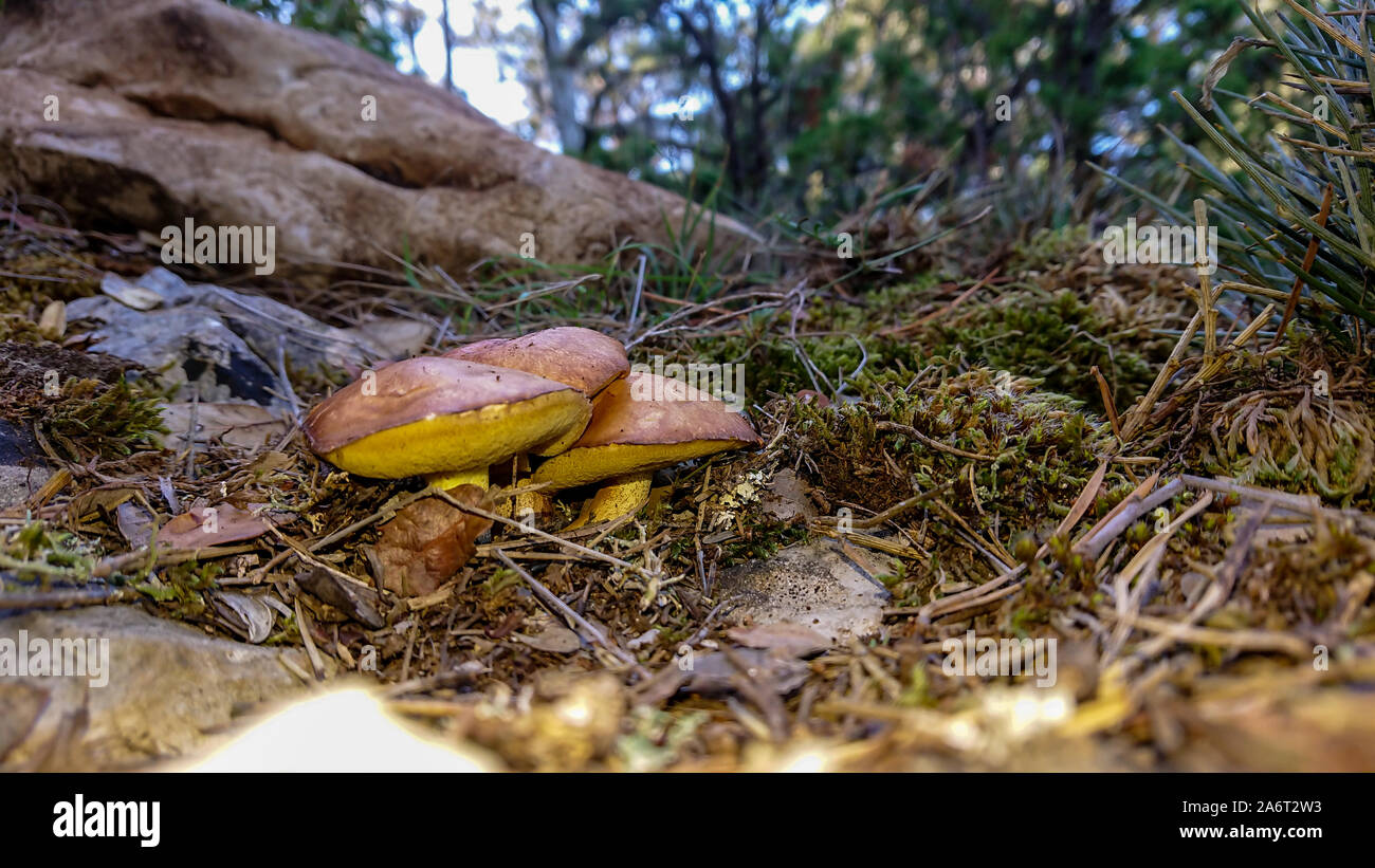 Tre funghi marrone nella foresta di alberi in background Foto Stock