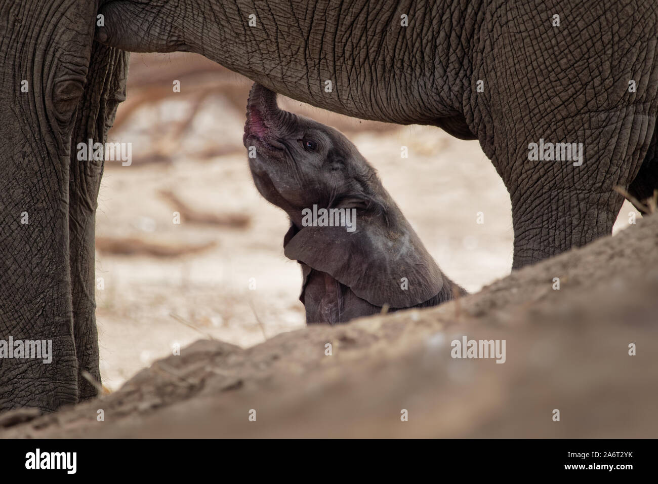Bush africano Elefante - Loxodonta africana piccola baby elephant con la sua madre, bere succhiare il latte, camminare e mangiare le foglie in Mana Pools in Zim Foto Stock