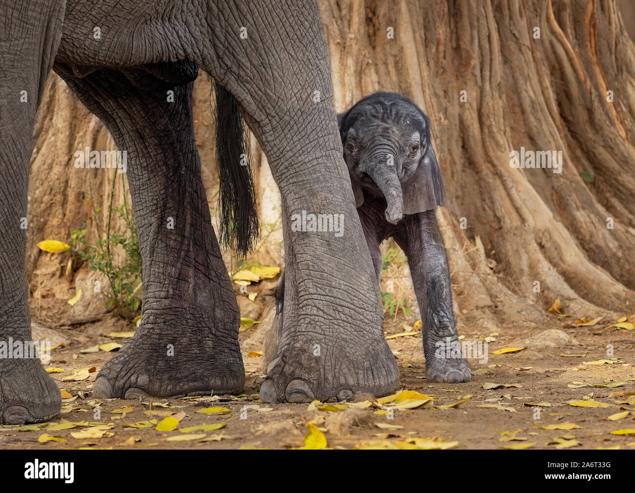 Bush africano Elefante - Loxodonta africana piccola baby elephant con la sua madre, bere succhiare il latte, camminare e mangiare le foglie in Mana Pools in Zim Foto Stock