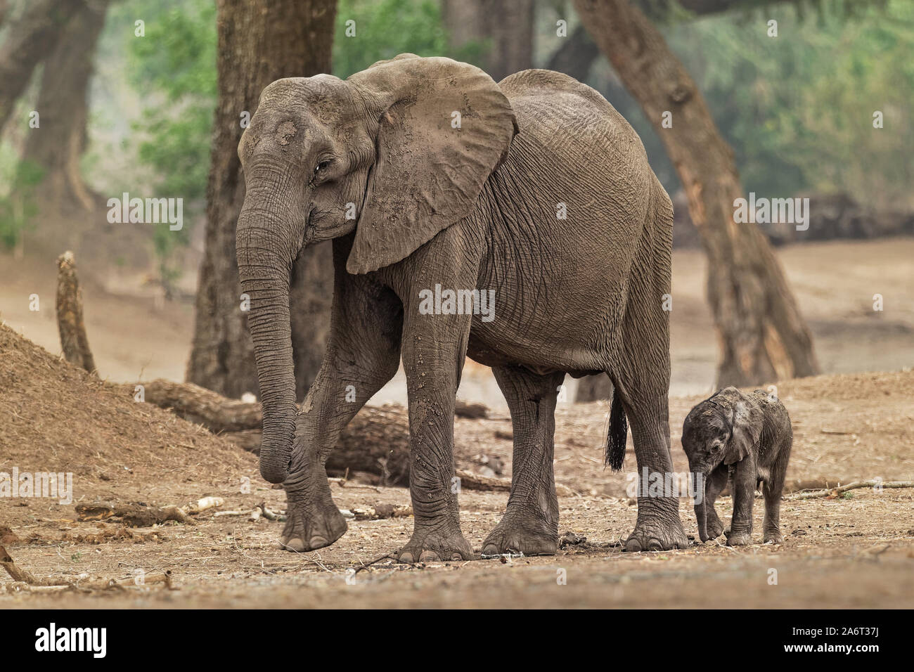 Bush africano Elefante - Loxodonta africana piccola baby elephant con la sua madre, bere succhiare il latte, camminare e mangiare le foglie in Mana Pools in Zim Foto Stock