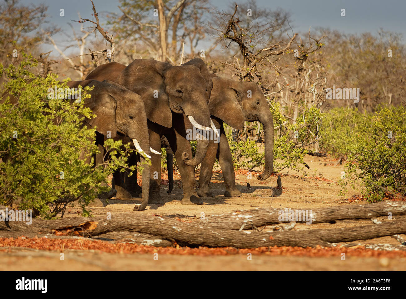 Bush africano Elefante - Loxodonta africana nel Parco Nazionale di Mana Pools nello Zimbabwe, in piedi nel verde della foresta e mangiare o alla ricerca di foglie. Foto Stock