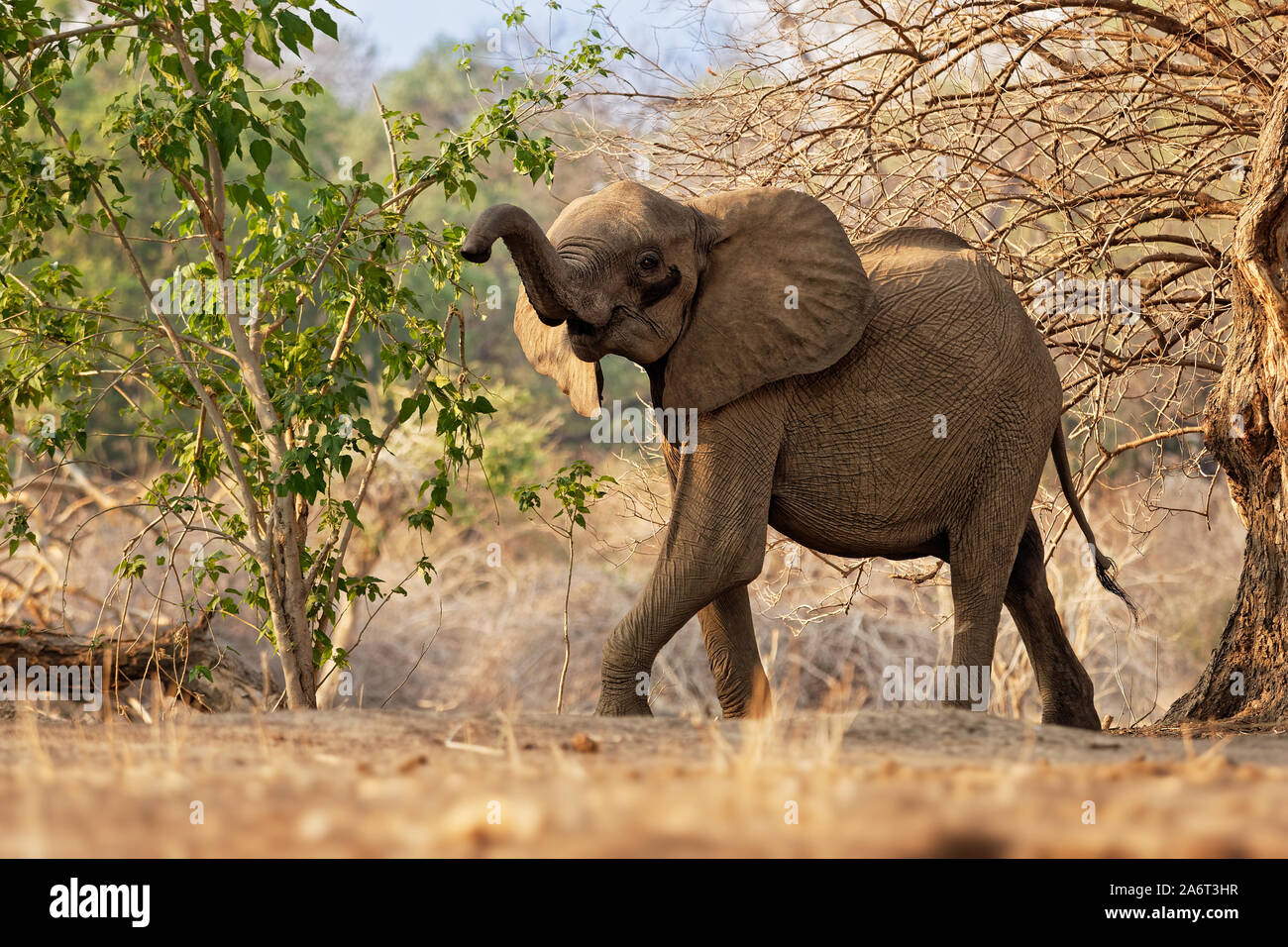 Bush africano Elefante - Loxodonta africana nel Parco Nazionale di Mana Pools nello Zimbabwe, in piedi nel verde della foresta e mangiare o alla ricerca di foglie. Foto Stock