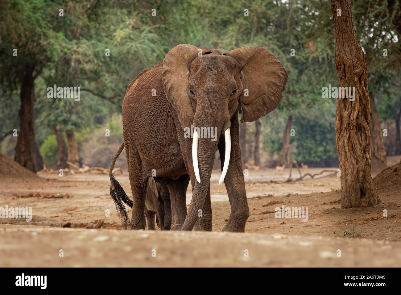 Bush africano Elefante - Loxodonta africana nel Parco Nazionale di Mana Pools nello Zimbabwe, in piedi nel verde della foresta e mangiare o alla ricerca di foglie. Foto Stock