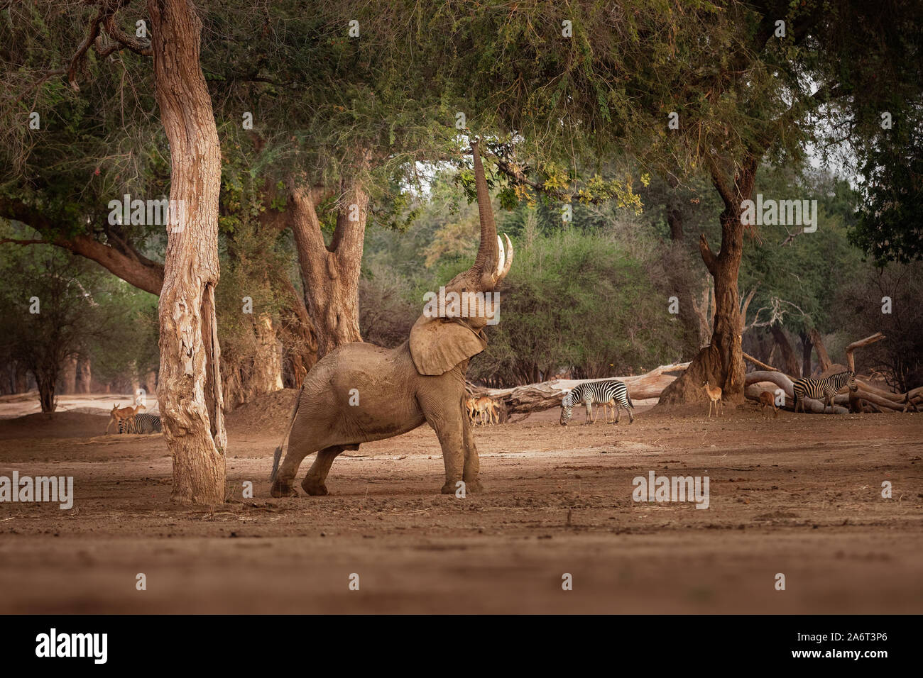 Bush africano Elefante - Loxodonta africana nel Parco Nazionale di Mana Pools nello Zimbabwe, in piedi nel verde della foresta e mangiare o alla ricerca di foglie. Foto Stock