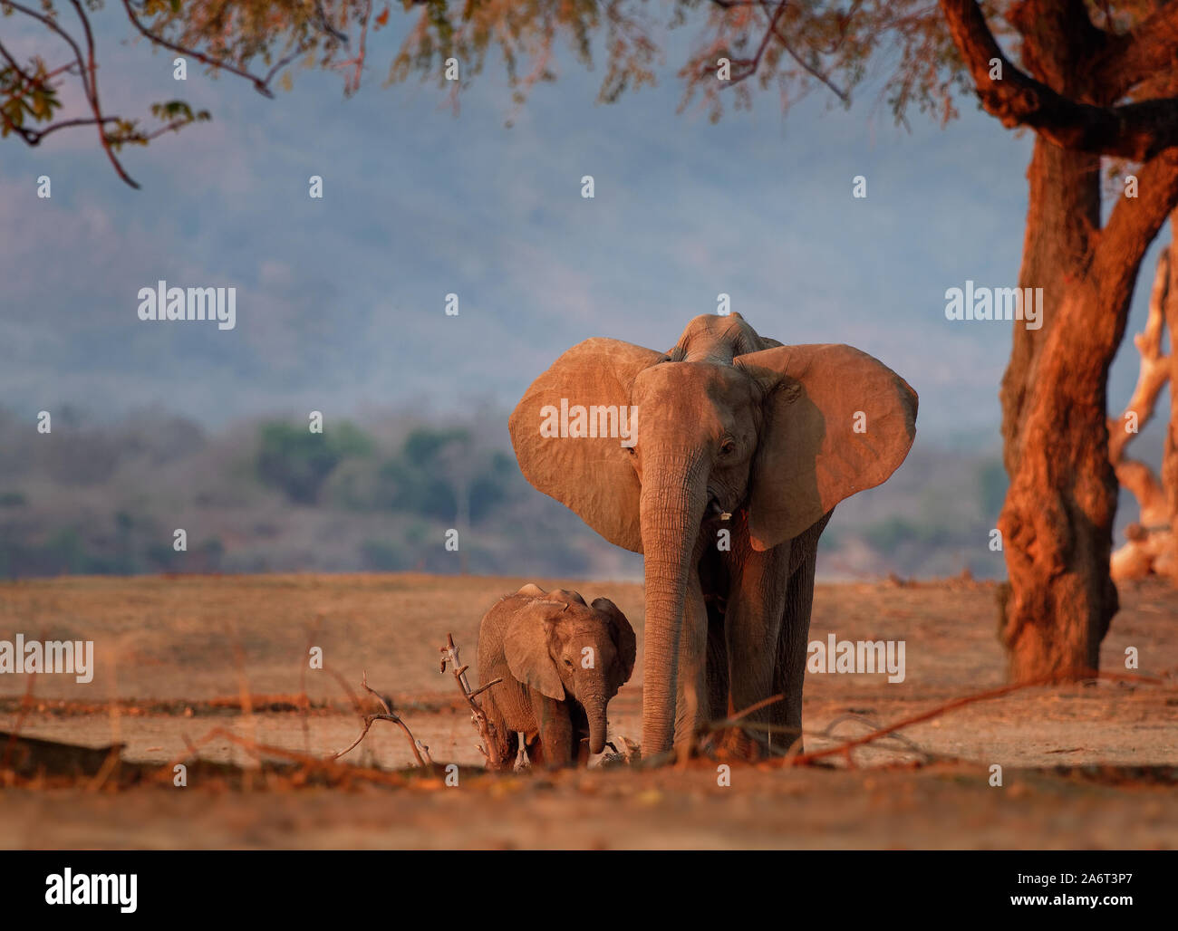Bush africano Elefante - Loxodonta africana piccola baby elephant con la sua madre, bere succhiare il latte, camminare e mangiare le foglie in Mana Pools in Zim Foto Stock