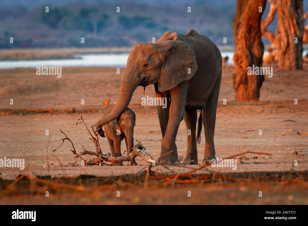 Bush africano Elefante - Loxodonta africana piccola baby elephant con la sua madre, bere succhiare il latte, camminare e mangiare le foglie in Mana Pools in Zim Foto Stock