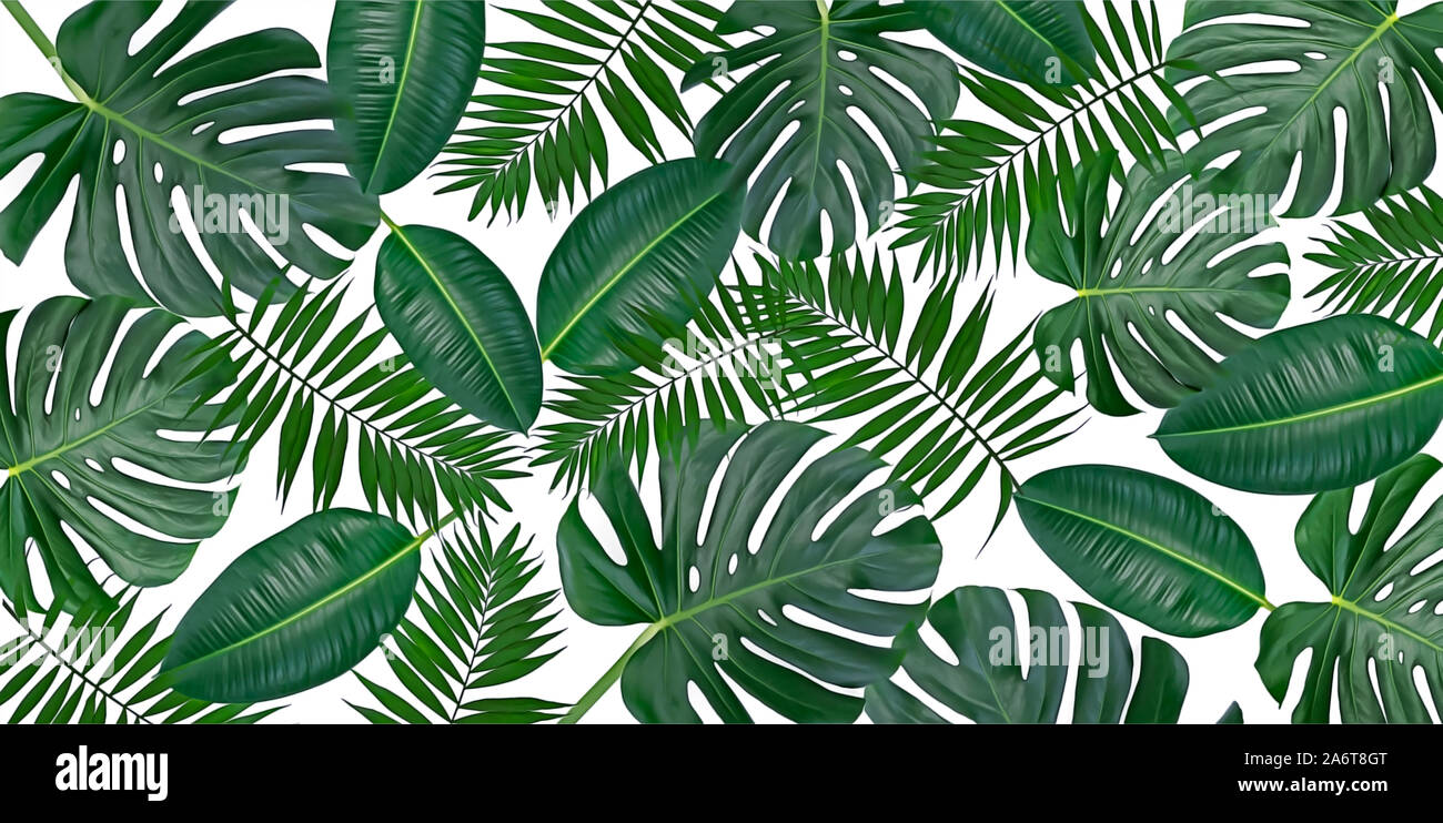 Orizzontale composizione illustrazione di moda verde tropicale - foglie di monstera, Palm e Ficus elastica isolati su sfondo bianco (mista). Foto Stock