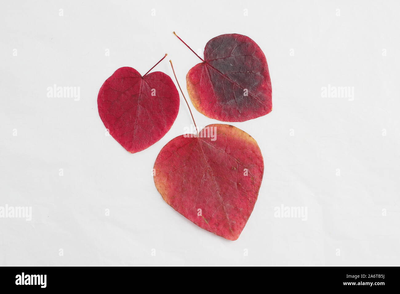 A forma di cuore foglie di Cercis canadensis 'Forest Pansy' visualizzazione vibranti tonalità autunnali su sfondo bianco Foto Stock