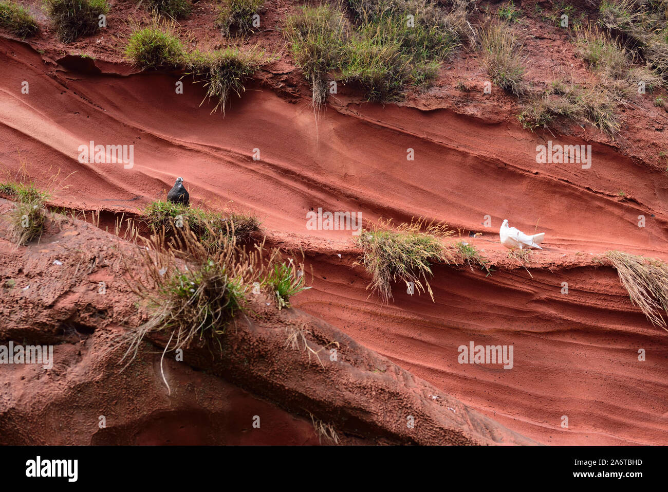 Piccioni su una pietra arenaria rossa cliff-viso a Dawlish. Foto Stock