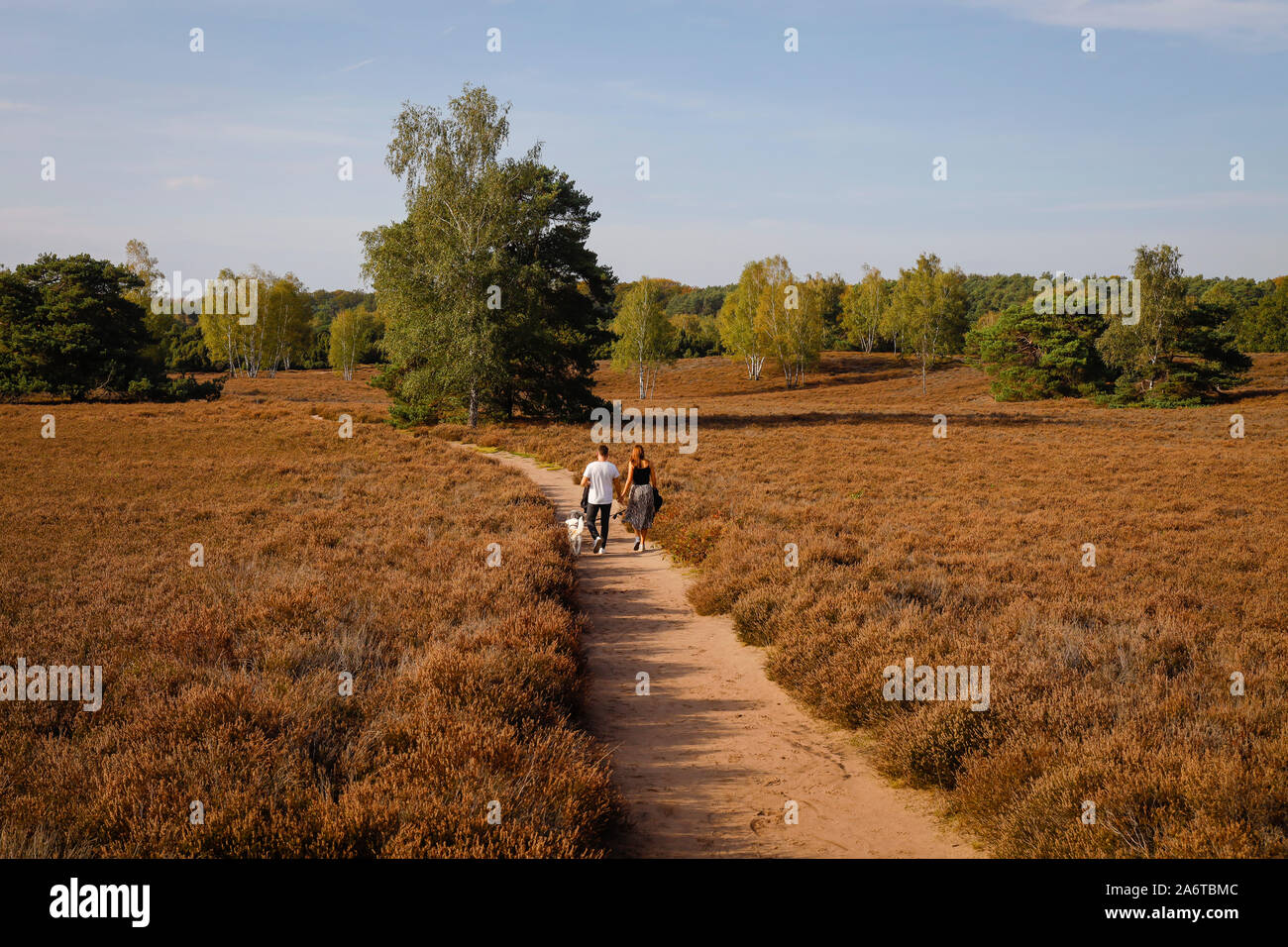 Haltern am See, Muensterland, Renania settentrionale-Vestfalia, Germania - Westruper Heide, una giovane coppia con cani camminando mano nella mano su un percorso attraverso il h Foto Stock