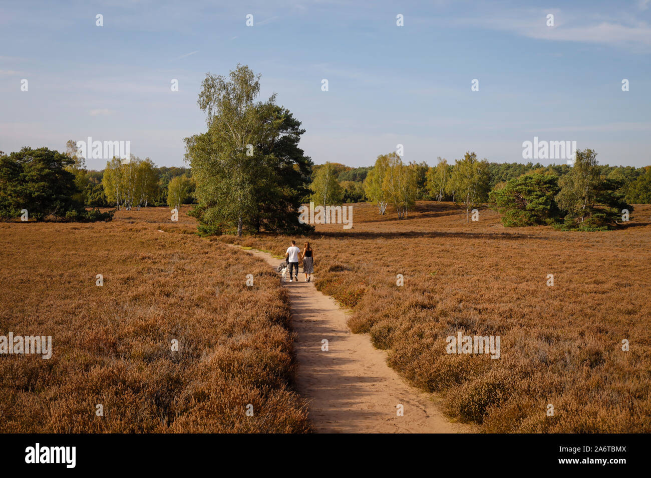 Haltern am See, Muensterland, Renania settentrionale-Vestfalia, Germania - Westruper Heide, una giovane coppia con cani camminando mano nella mano su un percorso attraverso il h Foto Stock
