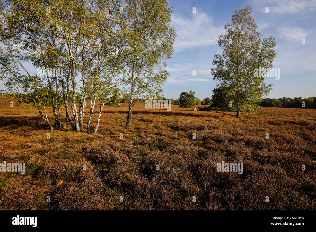 Haltern am See, Muensterland, Renania settentrionale-Vestfalia, Germania - Westruper Heide, il più grande arbusto nana brughiera area in Westfalia. Haltern am See, Foto Stock