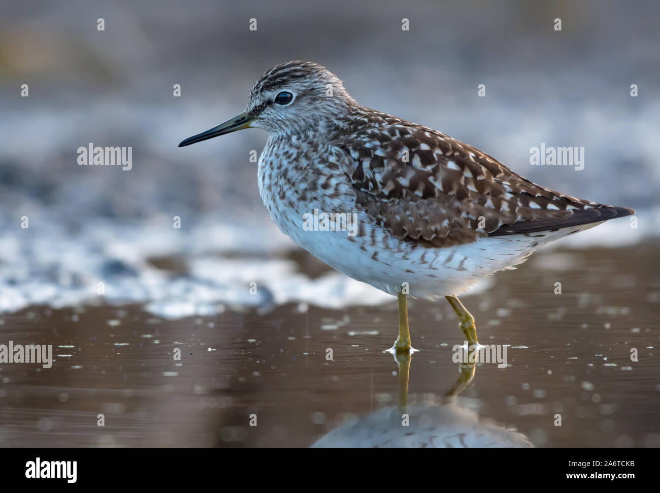 Wood sandpiper in posa di morbida luce mattutina in acqua vicino alla riva Foto Stock