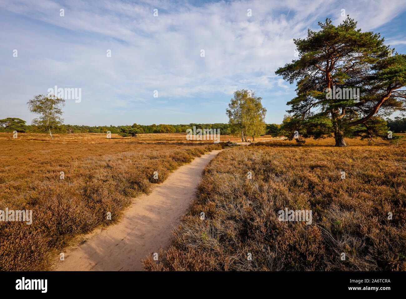 Haltern am See, Muensterland, Renania settentrionale-Vestfalia, Germania - Westruper Heide, il sentiero escursionistico Hohe Mark Steig è 158 chilometri e si collega Foto Stock