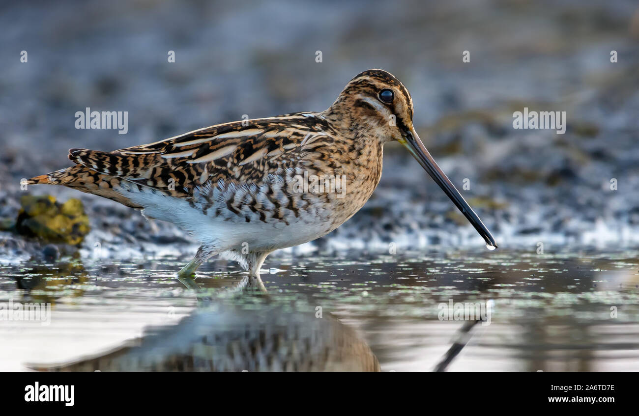 Adulto beccaccino wades in acqua vicino alla riva fangosa in mattinata Foto Stock