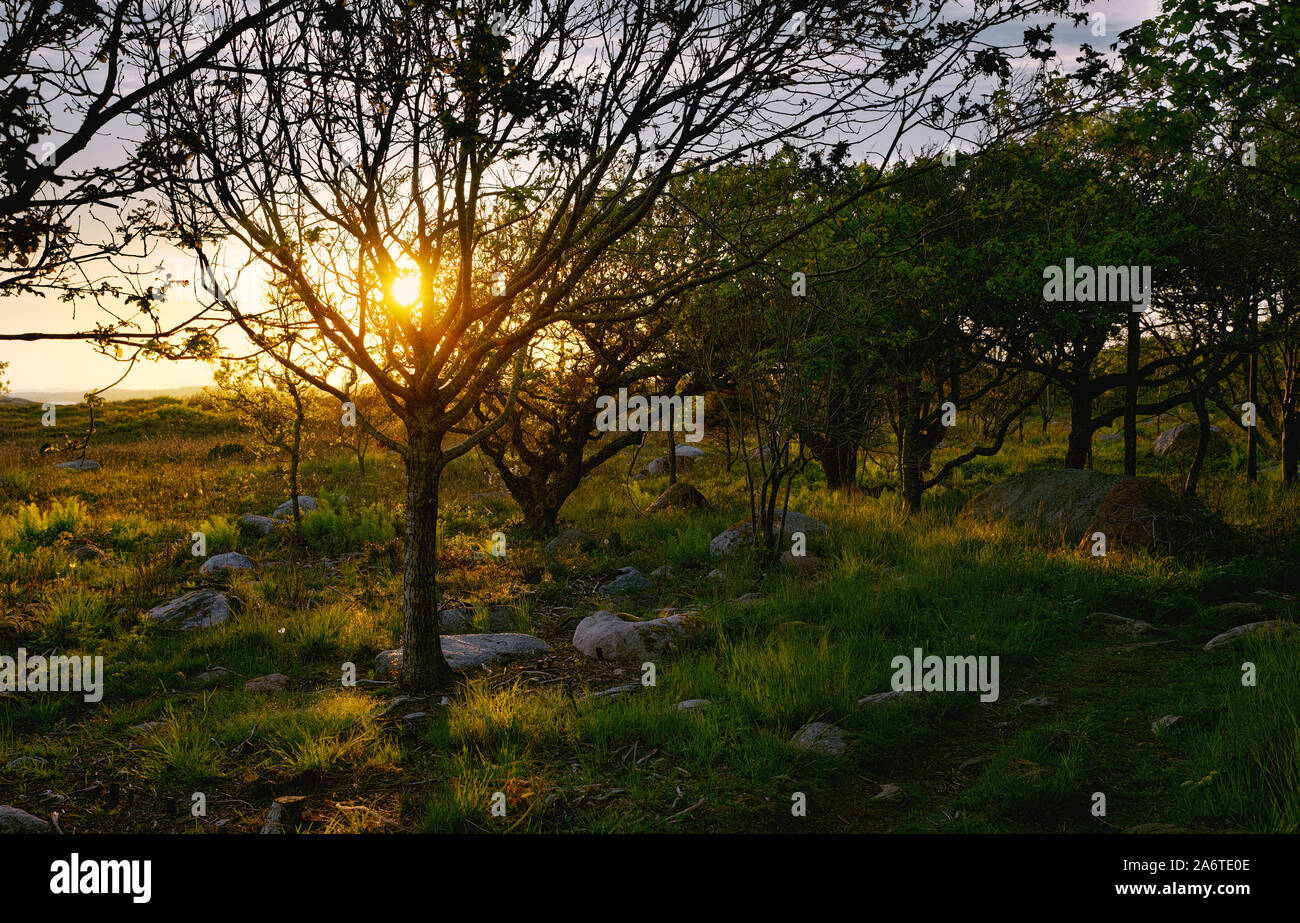 Luce del sole che scorre attraverso gli alberi al tramonto, Norvegia Foto Stock