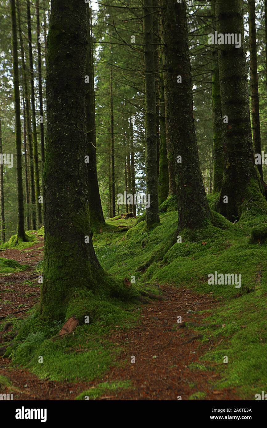 Abeti su un muschio pendio coperto nella foresta sul Monte Floyen. Bergen Hordaland, Norvegia. I boschi del nord. Foto Stock