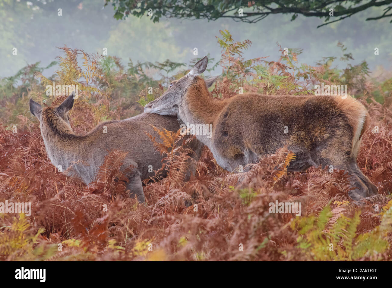 Un paio di Red Deer Hinds, uno si appoggia contro la schiena dell'altro nelle felci profonde con un occhio aperto in un London Park Foto Stock