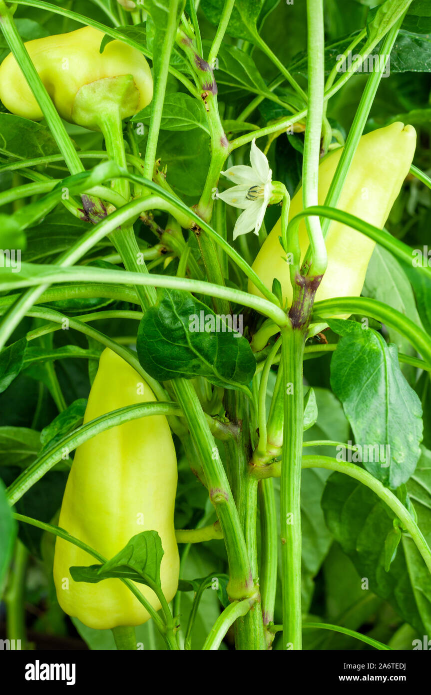 Peperone giallo (paprika) su un vitigno Foto Stock