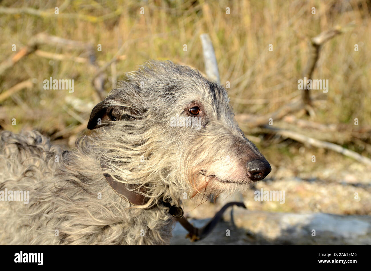 Scottish Deerhound volto ritratto in ambienti naturali Foto Stock