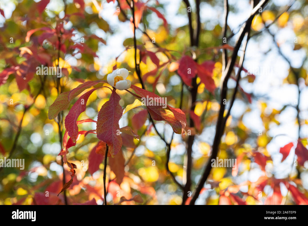 Franklinia alatamaha. Franklin albero in fiore in autunno. Regno Unito Foto Stock