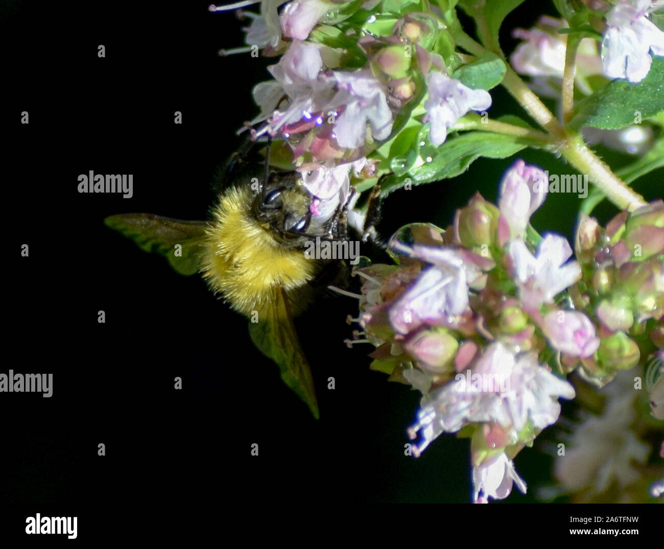 Busy Bee Foto Stock