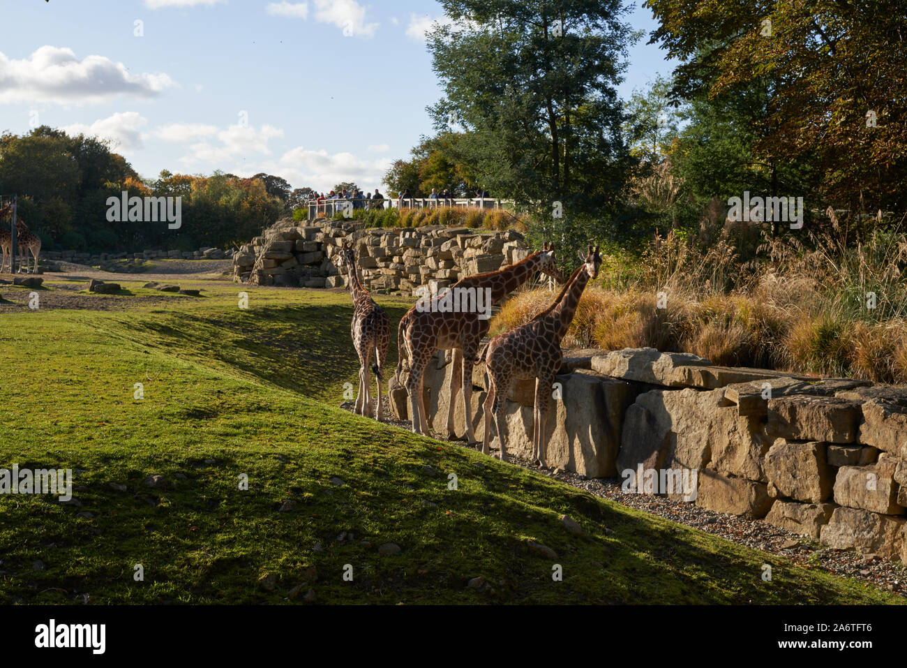 Le giraffe nel giardino zoologico di Dublino, Irlanda. Foto Stock