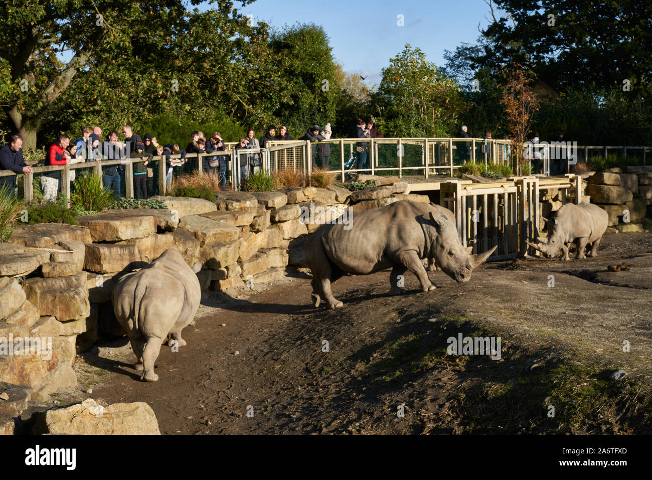 I rinoceronti enclosure nel giardino zoologico di Dublino, Phoenix Park di Dublino, Irlanda. Foto Stock