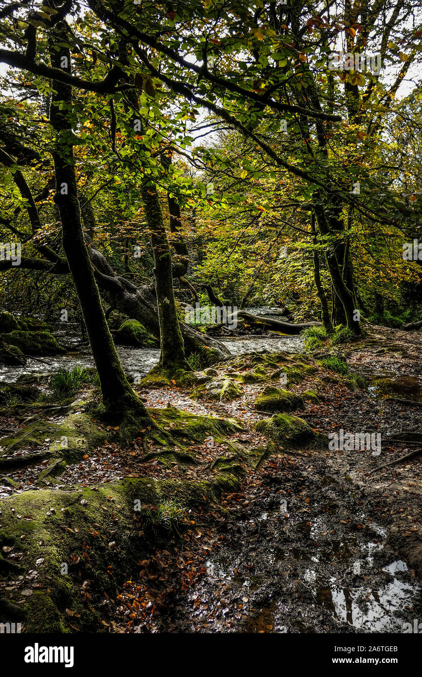 Il fiume Fowey fluente attraverso il bosco antico di legno Draynes a Golitha Falls in Cornovaglia. Foto Stock