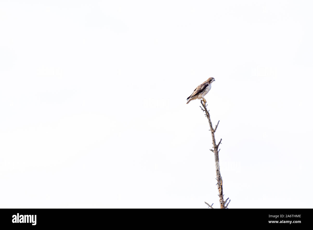 Red-tailed Hawk (Buteo jamaicensis) appollaiato su un albero morto contro una pianura cielo nuvoloso. Foto Stock