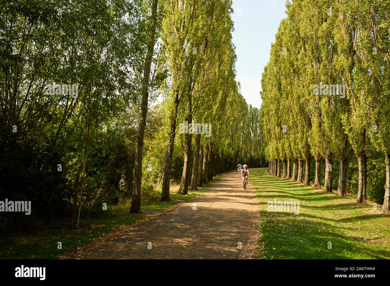 Una donna ciclista sul pioppo rivestito canale percorso Broadwalk accanto al Grand Union Canal in Milton Keynes Foto Stock