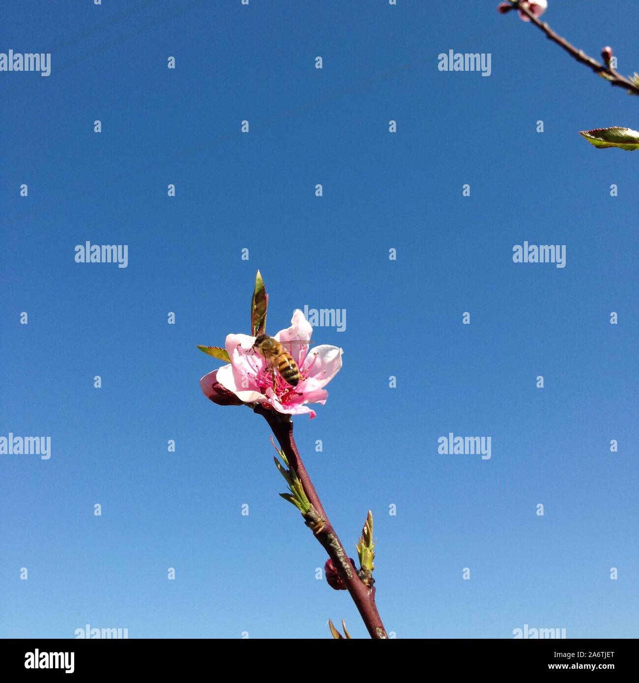 Le api sono il pianeta terra risparmiatori Foto Stock