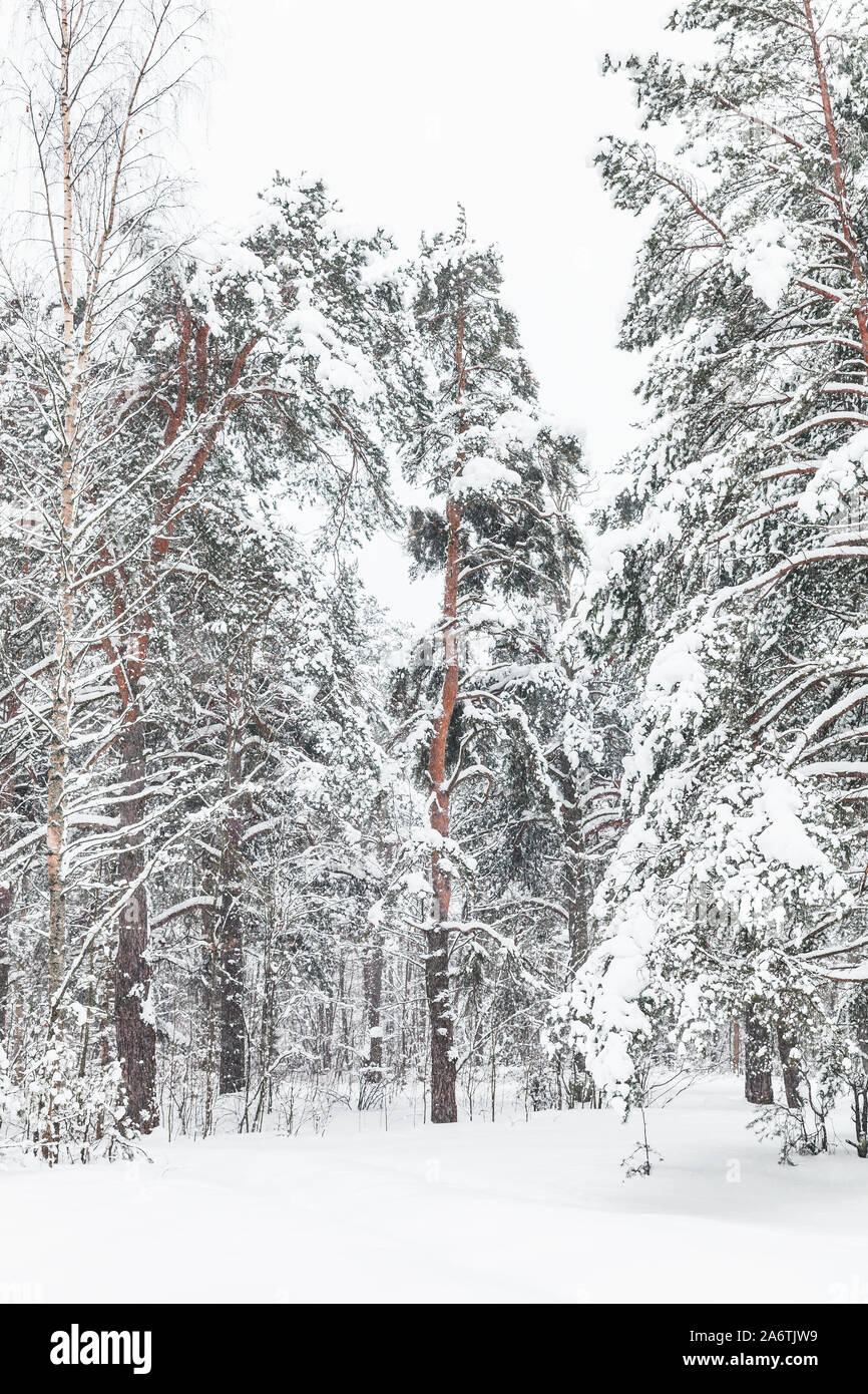 Inverno bosco innevato con alberi di pino. Verticale foto di sfondo Foto Stock