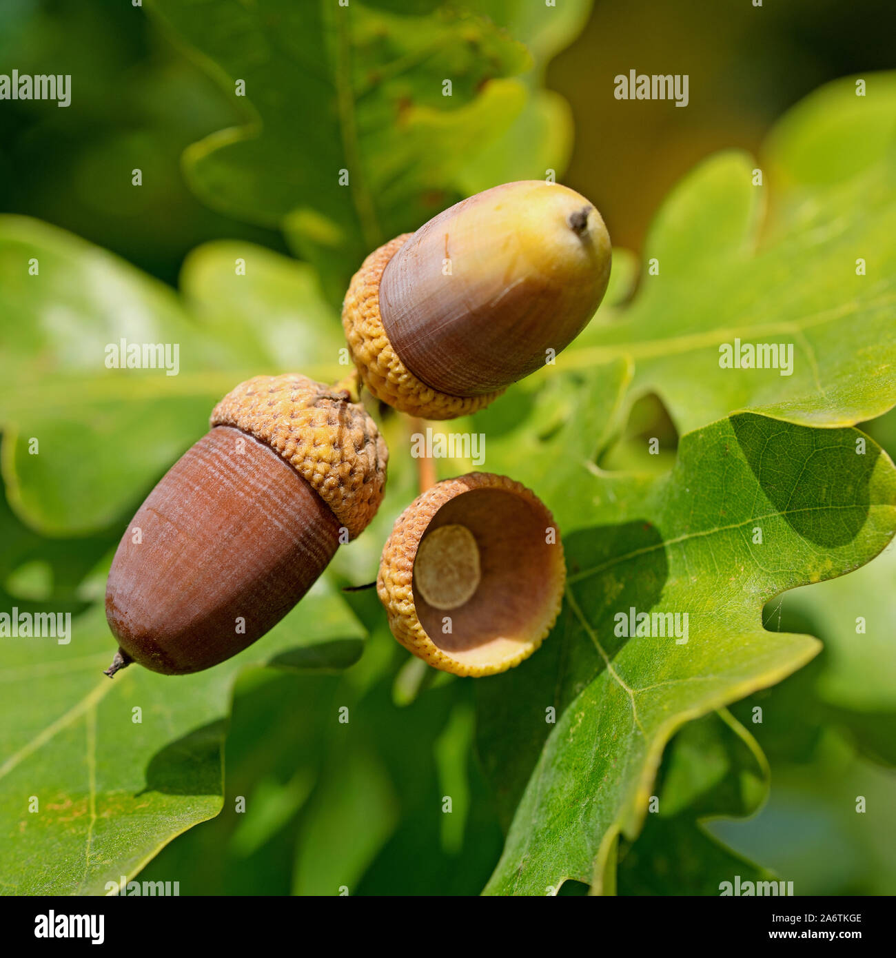 Frutti di farnia, Quercus robur L. in autunno Foto Stock