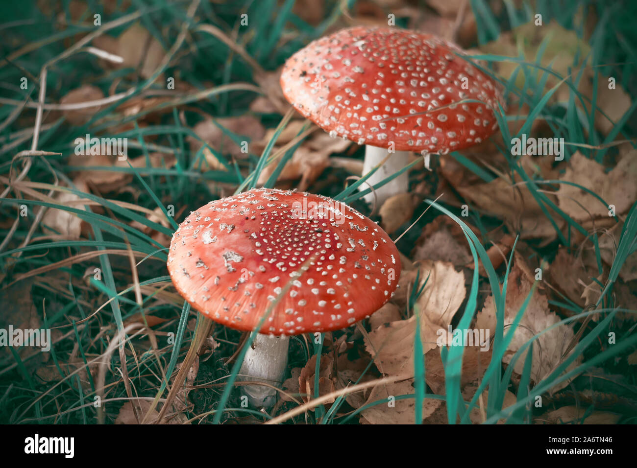 Due rosso brillante toadstools velenosi crescere in una radura punteggiata di caduta foglie di autunno Foto Stock