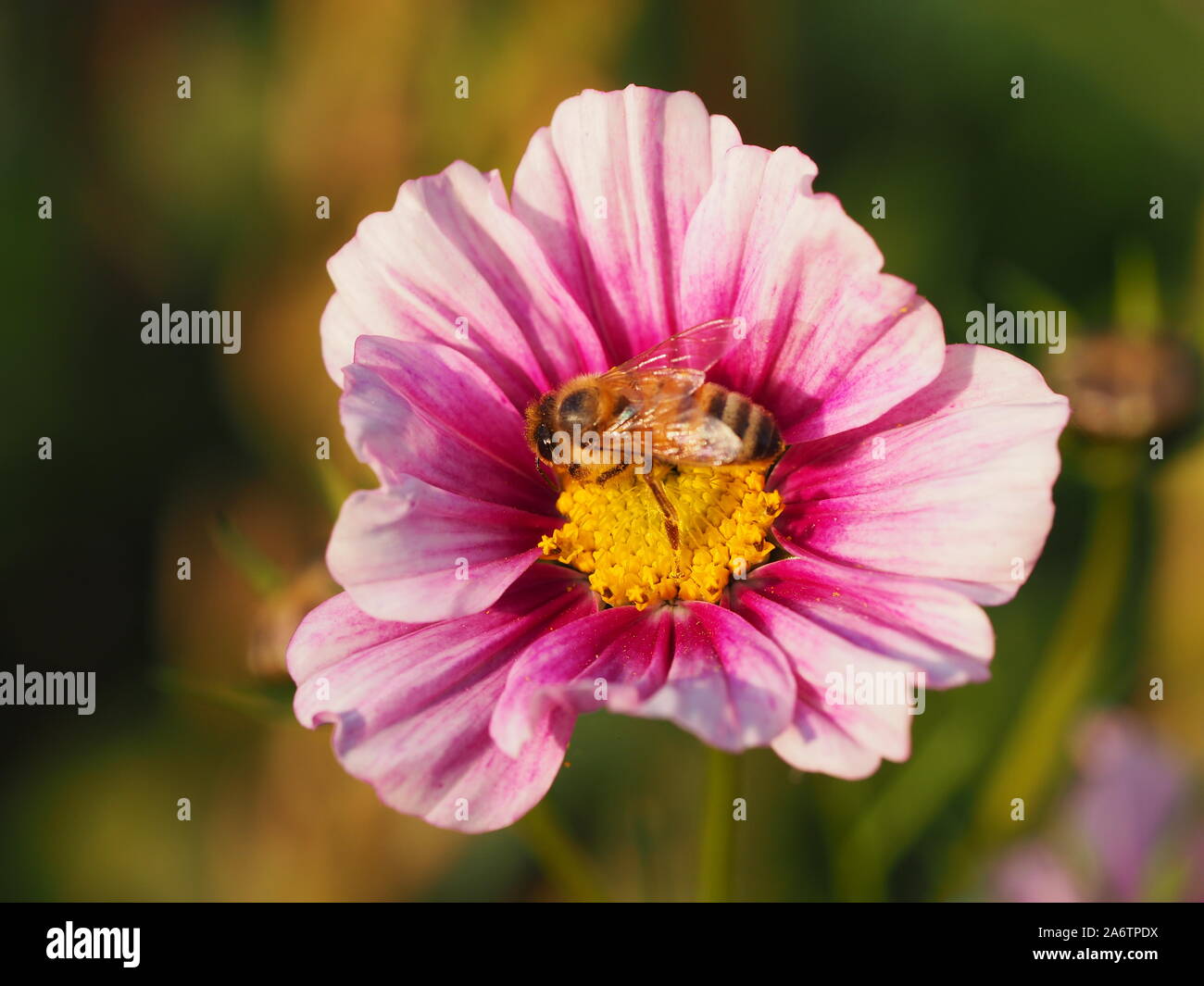 Honey Bee impollinatori una rosa e viola Cosmo fiore a Chenies in tarda estate. Foto Stock