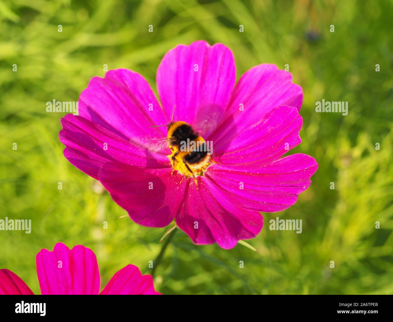Bumble Bee pronto a volare al di fuori di un cosmo magenta fiore a Chenies Manor Garden in tarda estate. Foto Stock