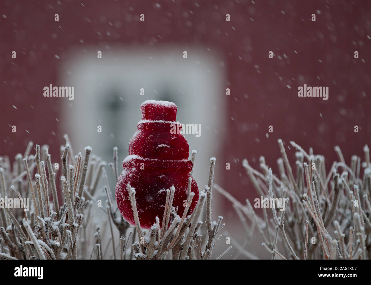 Ghiaccio rosso decorazione in giardino nella neve Foto Stock
