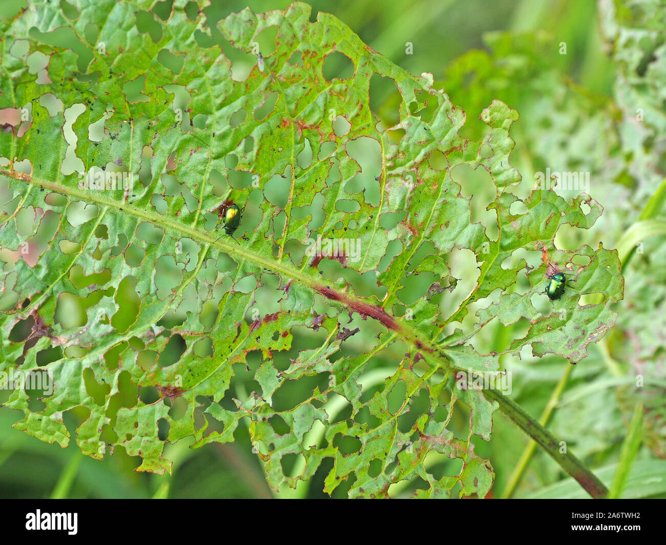 2 adulti dock verde coleotteri (Gastrophysa viridula) aka verde foglia dock beetle /verde sorrel beetle & tipico lacy fori in foglia dock Cumbria,l'Inghilterra,UK Foto Stock