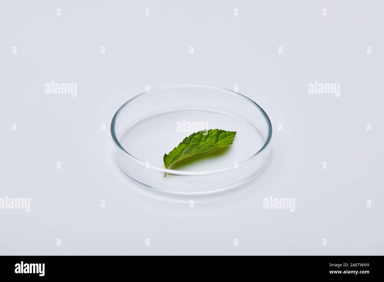 Foglia verde sul vetro di prova sulla superficie bianca Foto Stock