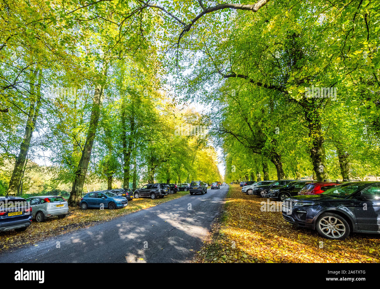 Automobili parcheggiate lungo Lime Tree avenue a Clumber Park su una luminosa e soleggiata giornata autunnale. Foto Stock