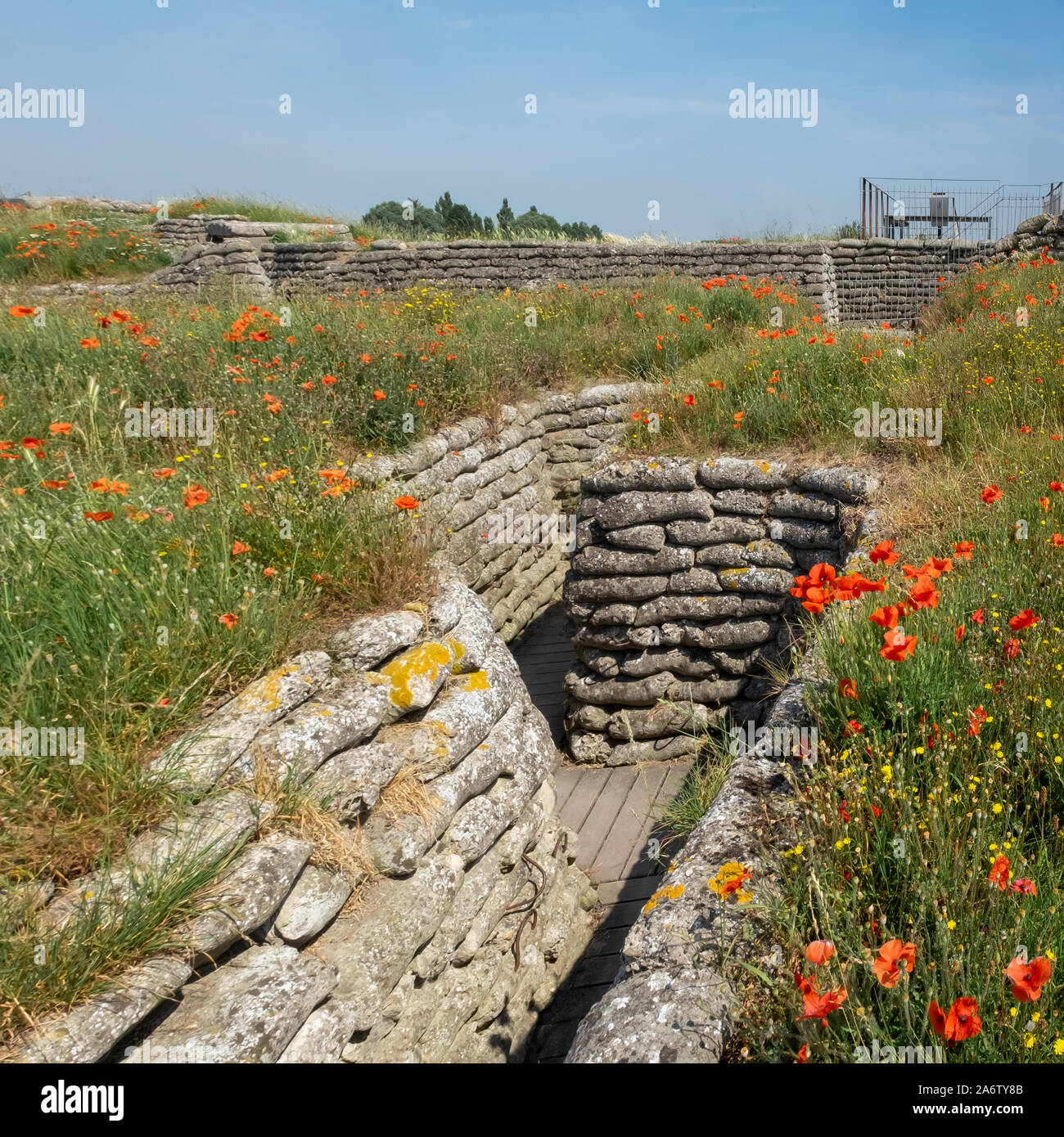 I Guerra Mondiale trincee noto come Dodengang (Trench di morte) circondato da papaveri. Situato vicino a Diskmuide, Fiandre, in Belgio Foto Stock