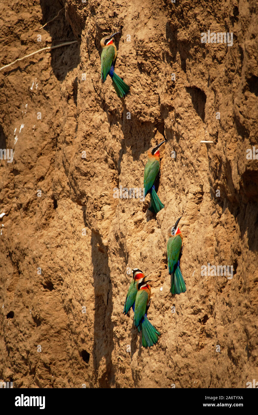 Bianco-fronteggiata gruccione - Merops bullockoides verde e l'arancione e il rosso bird ampiamente distribuito nell'Africa sub-equatoriale, il nido in piccole colonie di digg Foto Stock