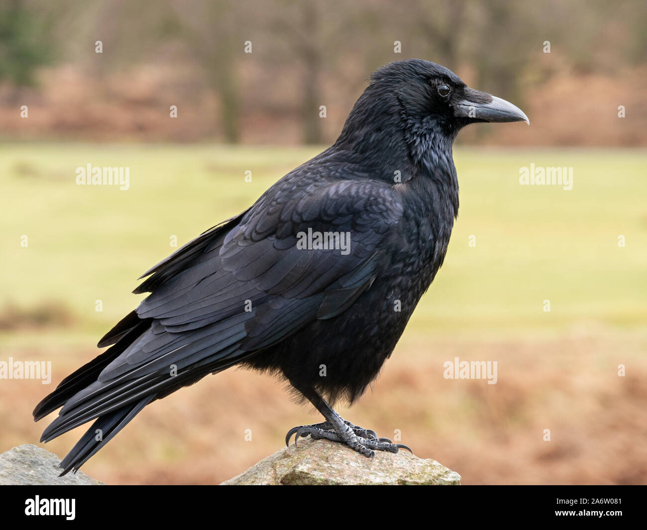 Uno nero comune uccello Corvo Imperiale (Corvus corax) noto anche come un Northern Raven, England, Regno Unito Foto Stock