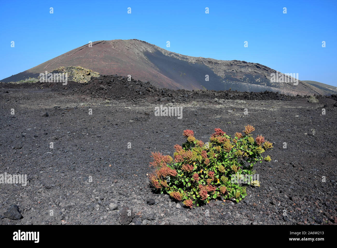 Il vulcano Montana Ortiz in Lanzarote, Spagna, con un impianto di fronte. Foto Stock