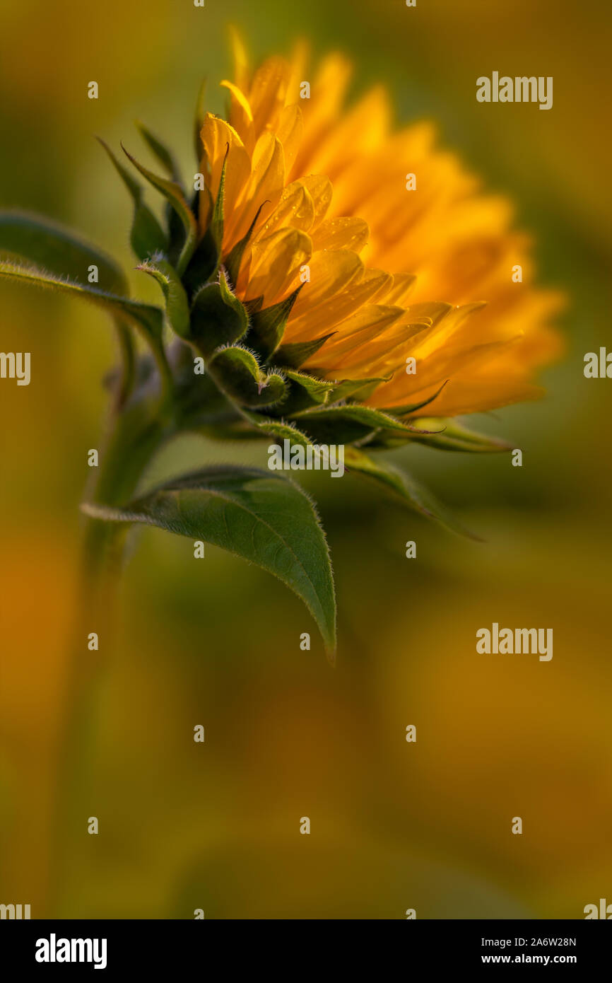 Campo di Girasole - Soft focus di un luminoso Girasole in piedi fuori fra molti altri in un campo di fattoria. Foto Stock