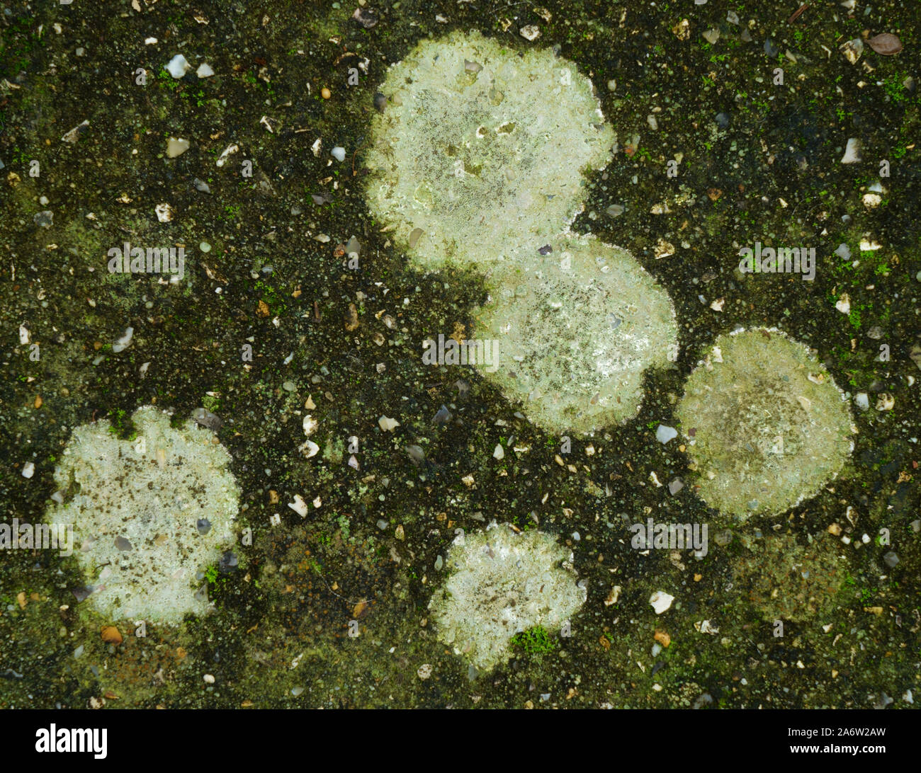 Marciapiede lichen Xanthoparmelia scabrosa che cresce su una pavimentazione in calcestruzzo lastra. Foto Stock