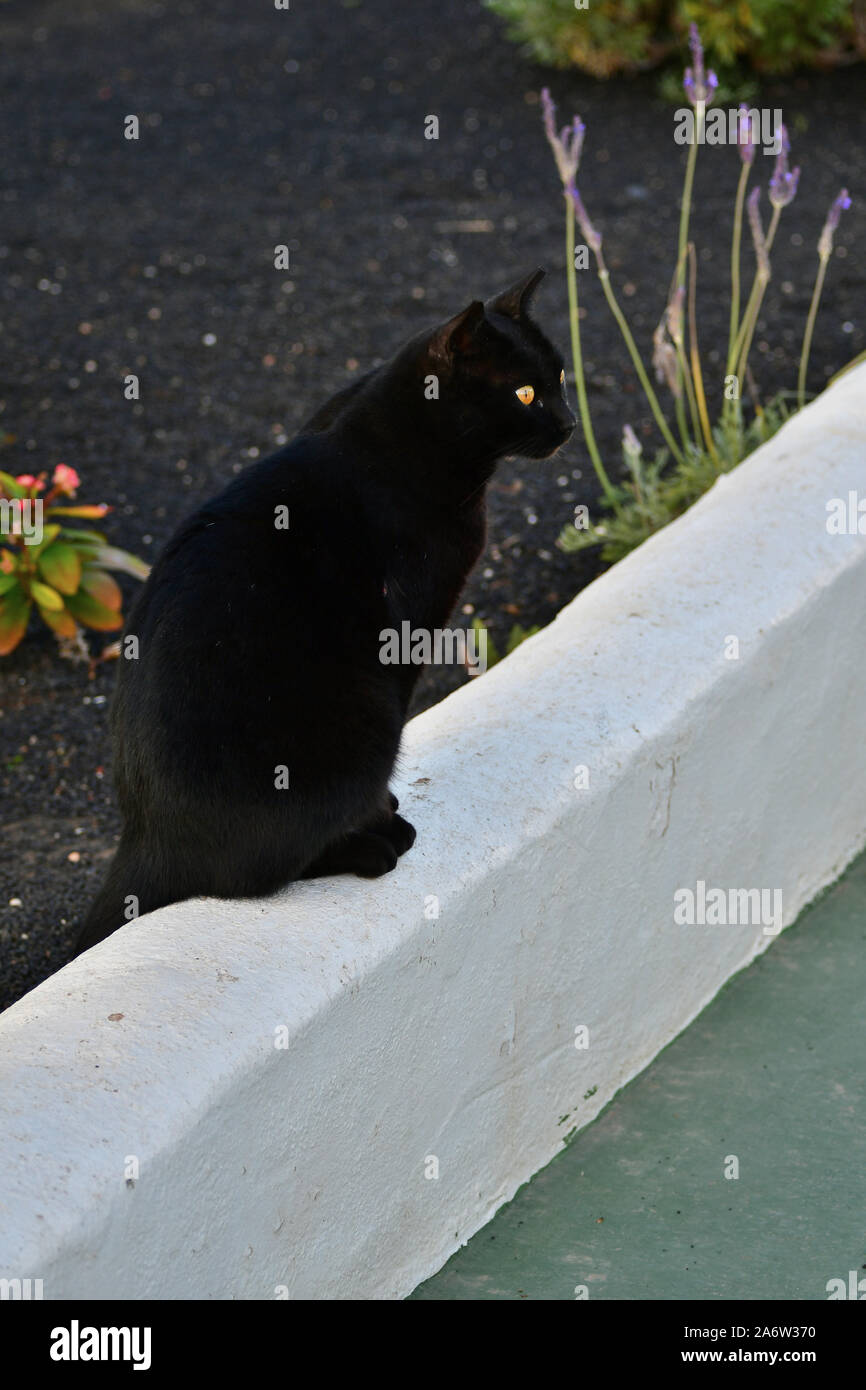 Un gatto nero con colore giallo brillante occhi su una parete bianca. Lanzarote, Spagna. Foto Stock